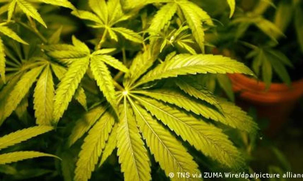 Εντοπίστηκαν παράνομες φάρμες κάνναβης στο Λονδίνο